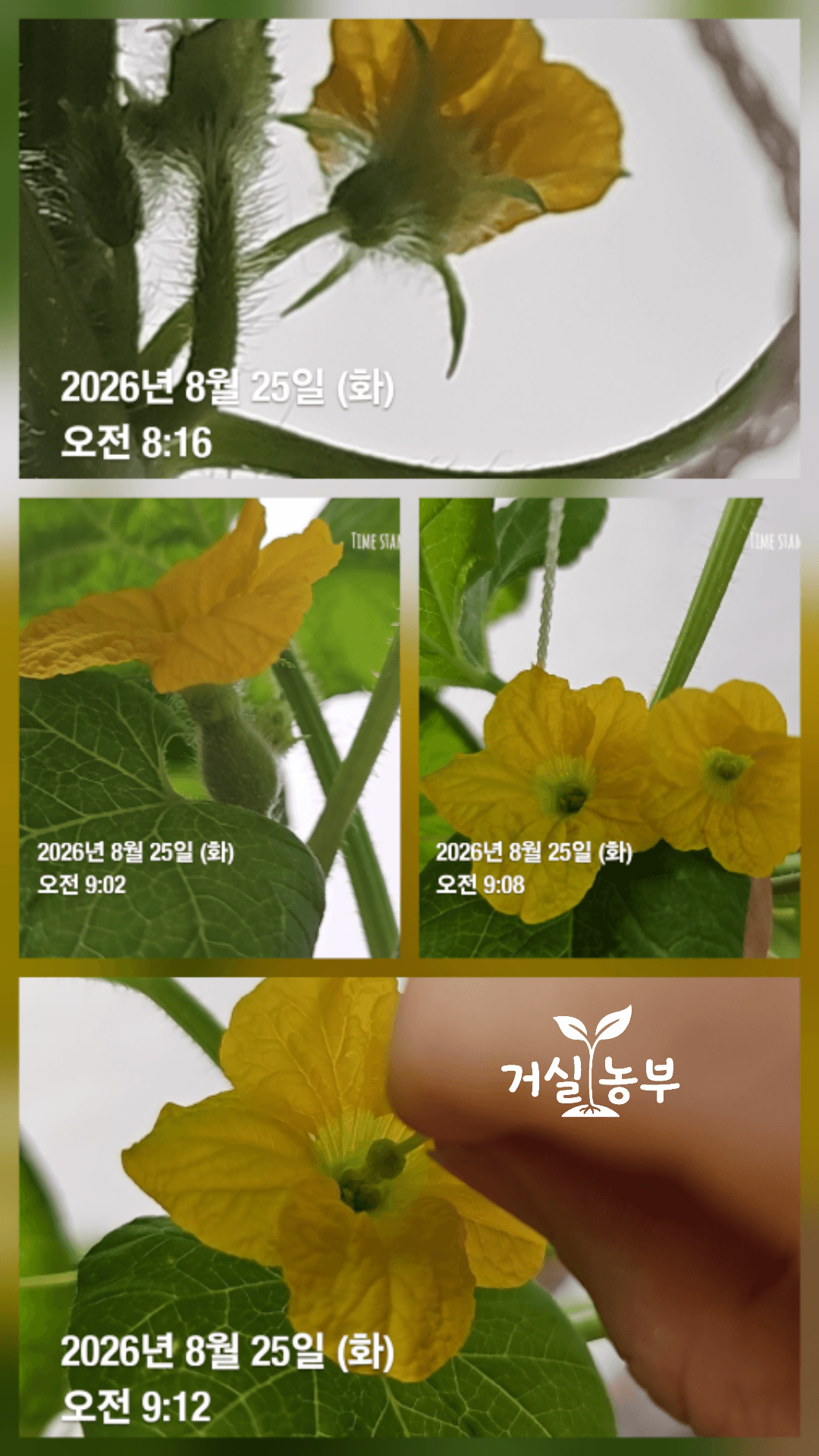 8월 25일 수꽃 세 송이로 직접 수분한 허니듀 1번 암꽃