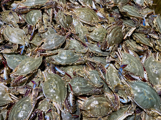 극한직업 진도 꽃게 택배 주문하기
