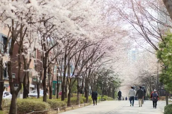 경의선숲길벚꽃