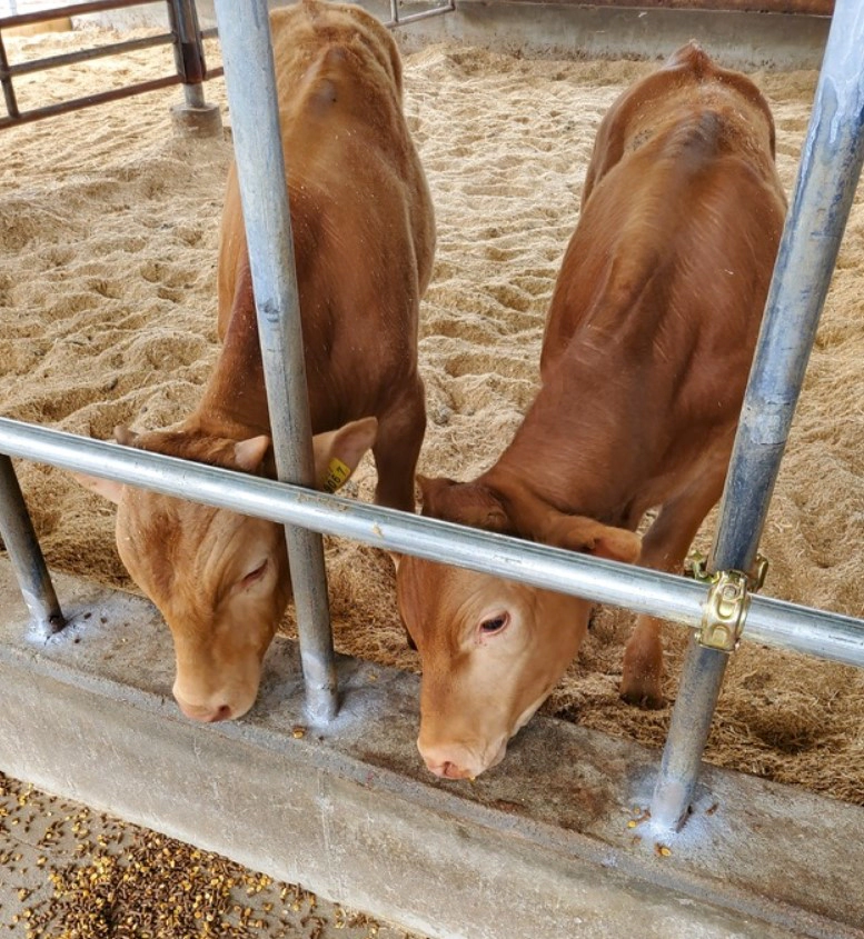 구제역 발생 4년 4개월만 충북 청주 지역 