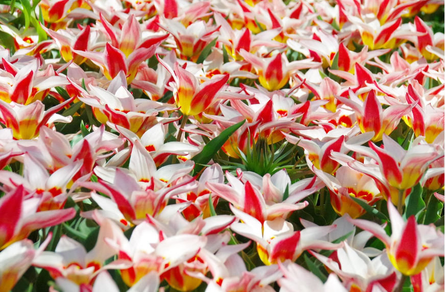 네덜란드 큐켄호프 튤립 사진