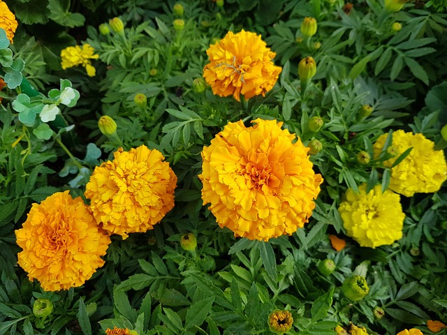 마리골드 꽃