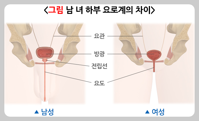 요실금. 방광사진