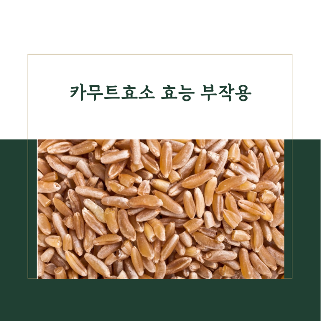 카무트효소 효능