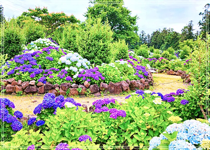 생방송 오늘저녁 제주, 조천 7월 수국 축제 명소, 수국정원, 인생사진, 디저트 카페 맛집