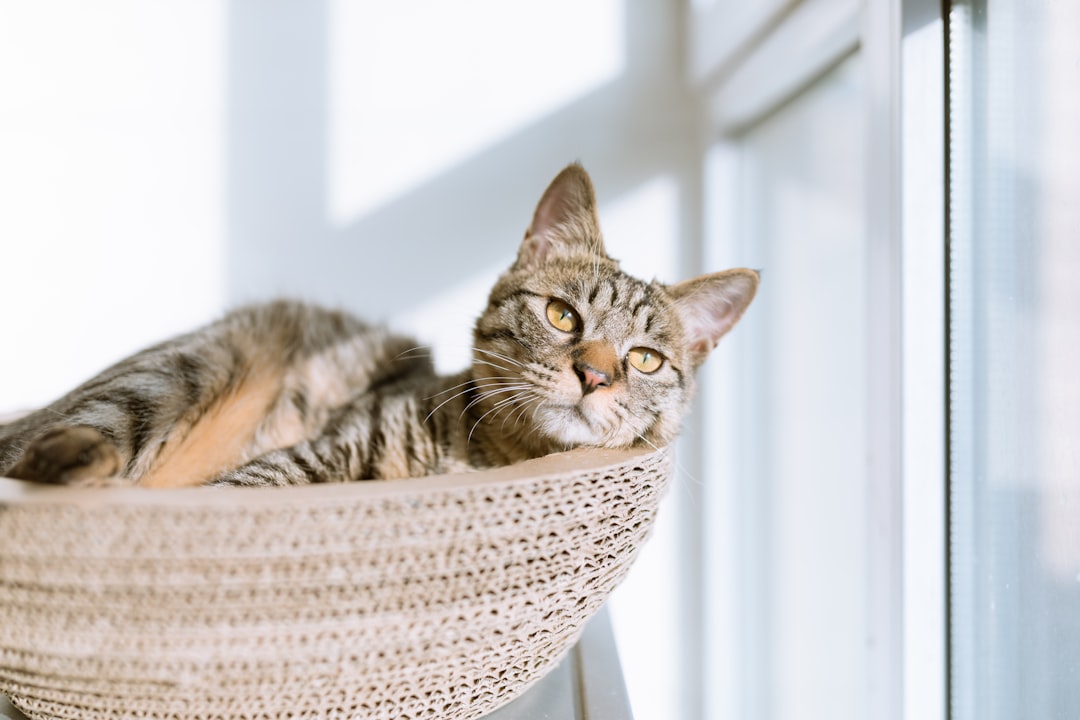 Pet