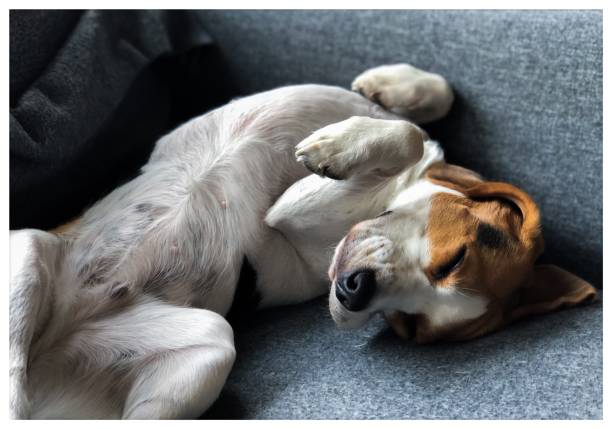 반려동물 인스타그램을 운영하는 이유