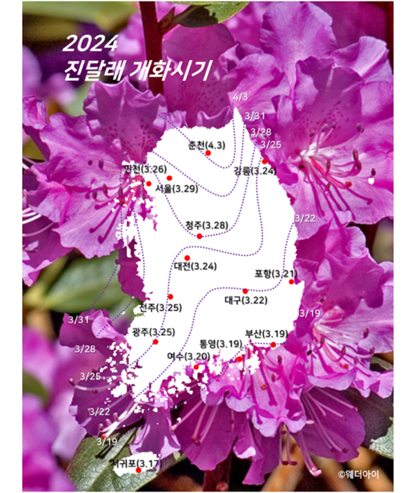 진달래개화시기