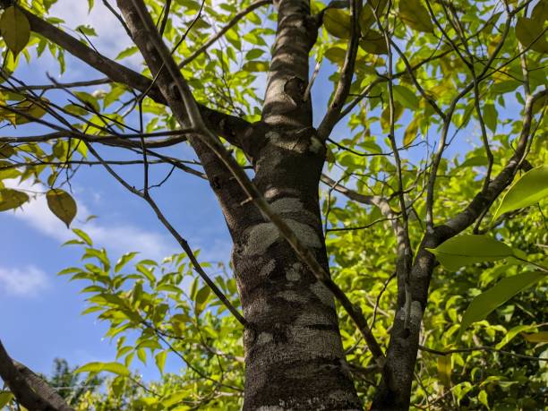 침향 효능, 부작용 및 안전하게 사용하는 방법