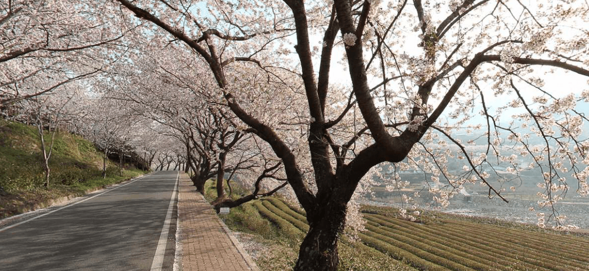 하동 화개장터 벚꽃축제 정보 2025 및 실시간 개화