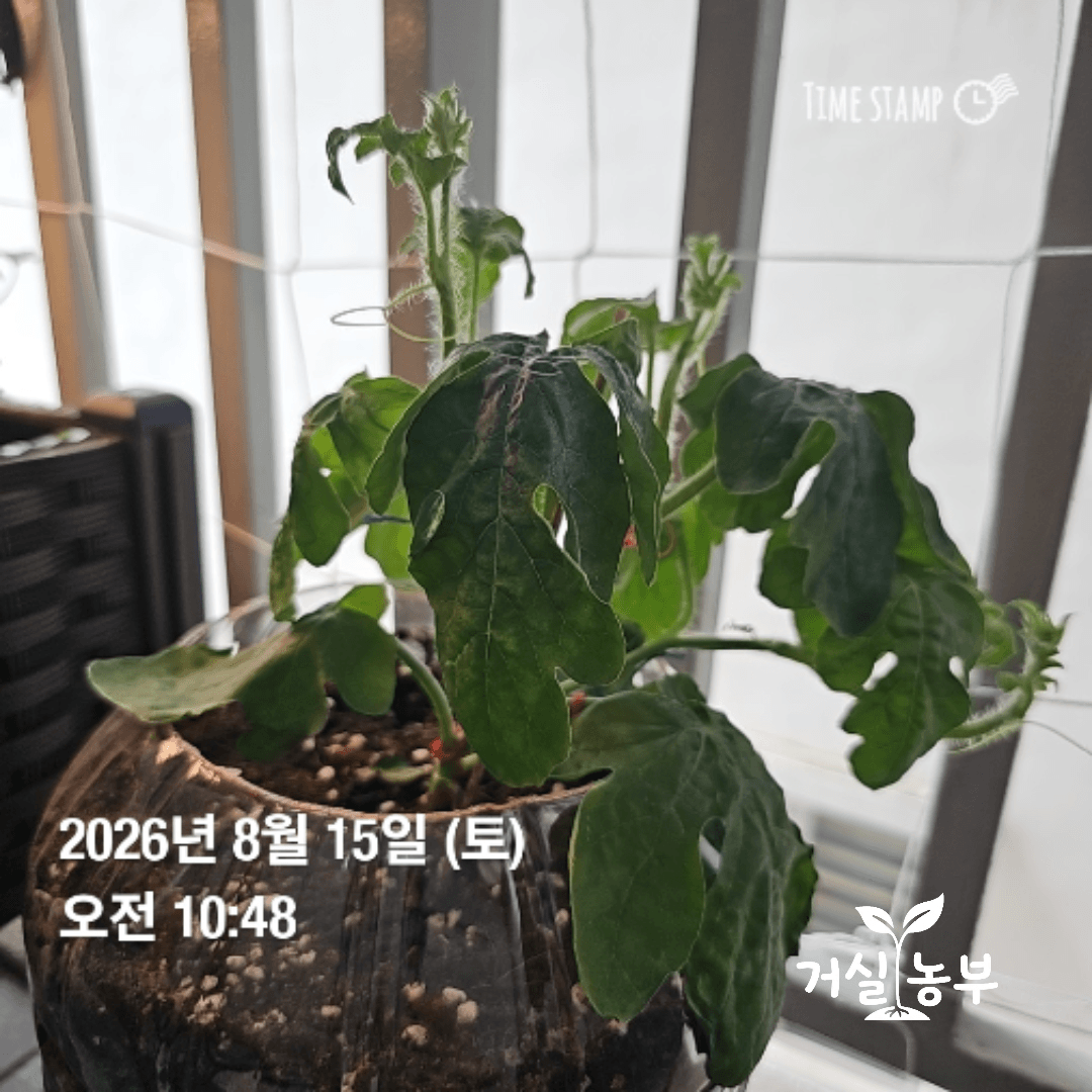 흙으로 이식한 뒤 식물 조명과 선풍기를 사용한 다음 날 잎이 심하게 처진 수박