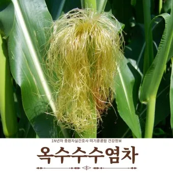 옥수수수염차의 효능 수확시기 부작용_9