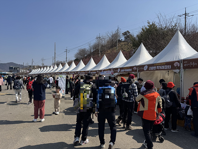 광양 매화축제 개화상황 실시간 사진 입장료