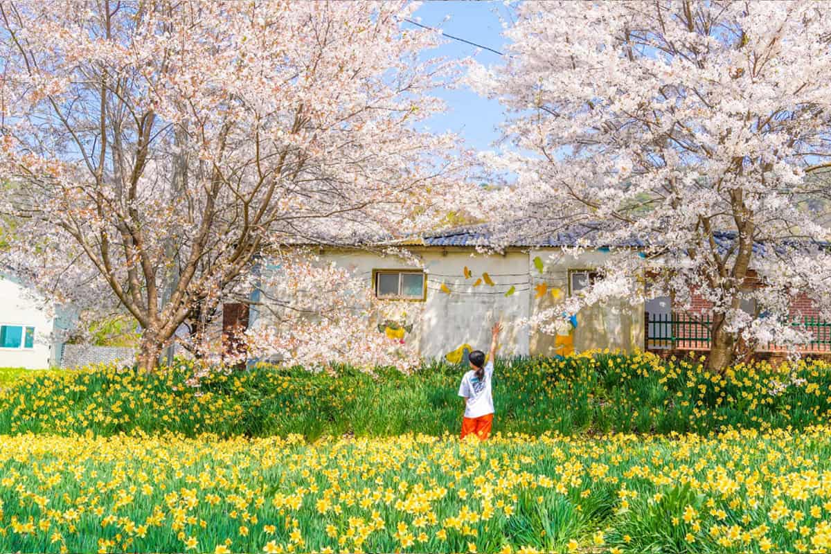 제주도 벚꽃 명소, 맛집리스트