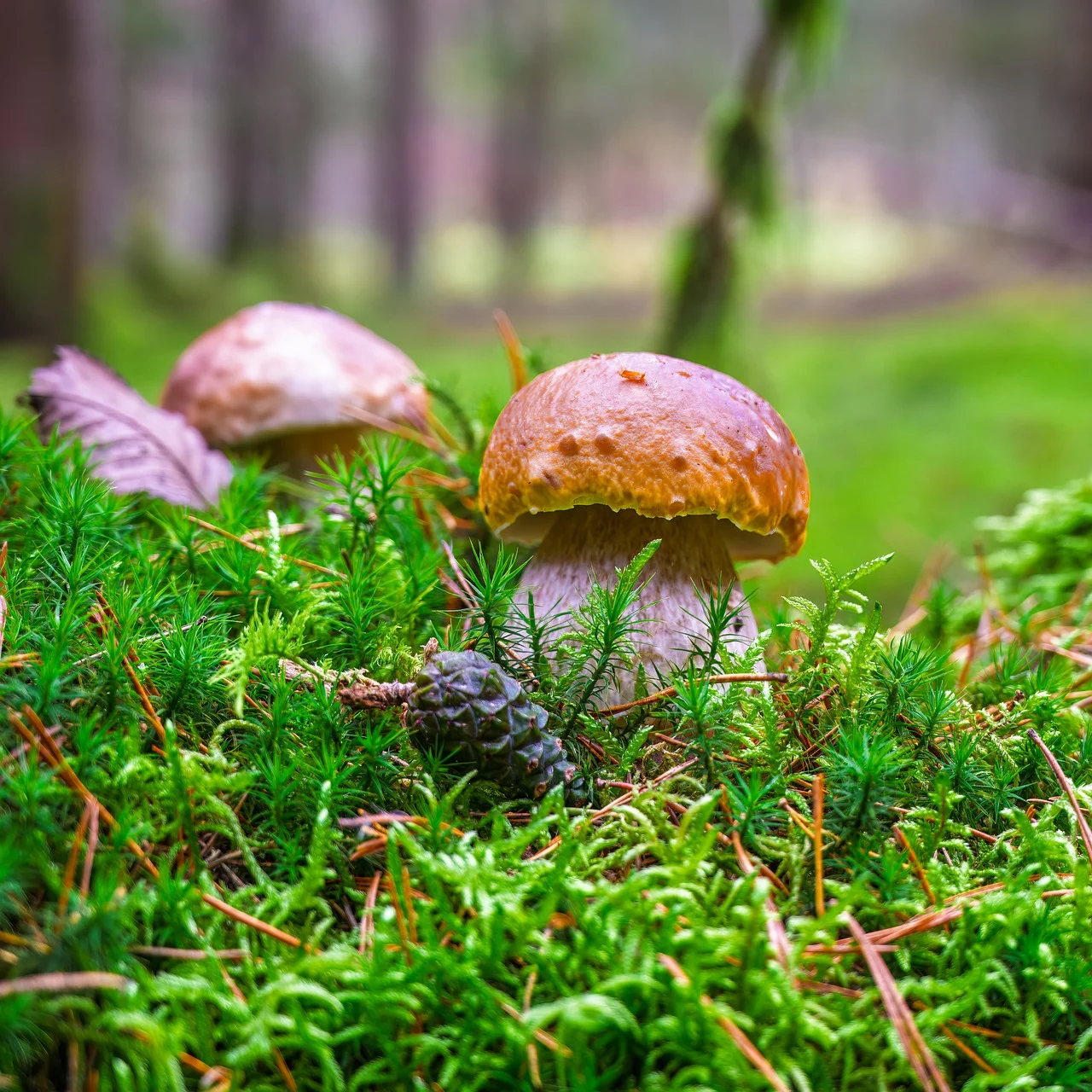 지하 트러플의 탄소 저장 기능