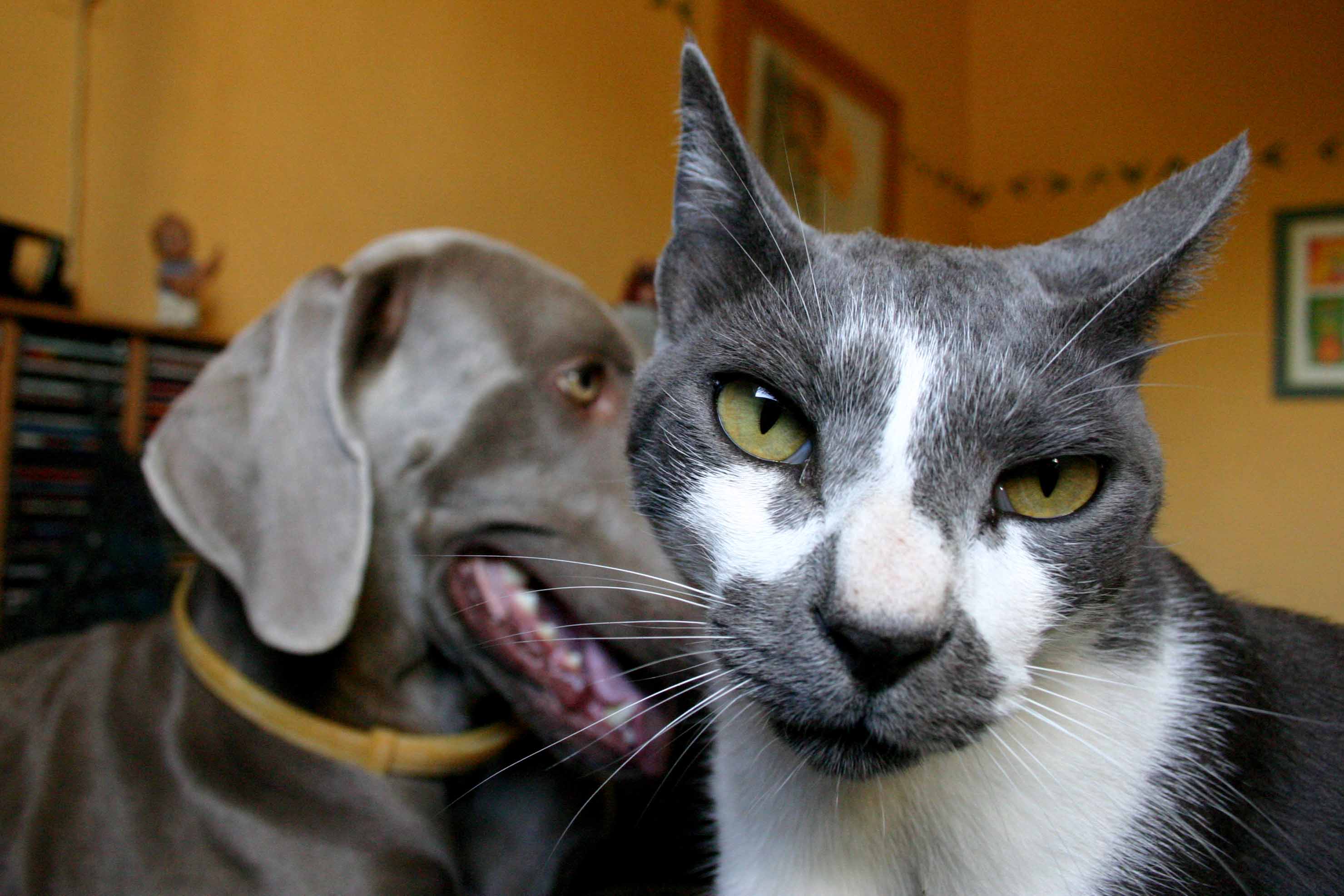 강아지와 고양이 사진