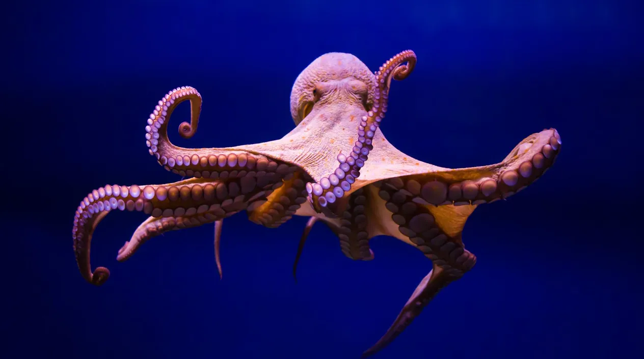 문어 삶는법 문어 요리 레시피_4