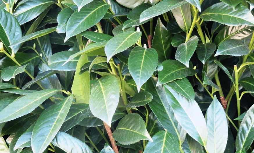 월계수 잎의 효능 - 2