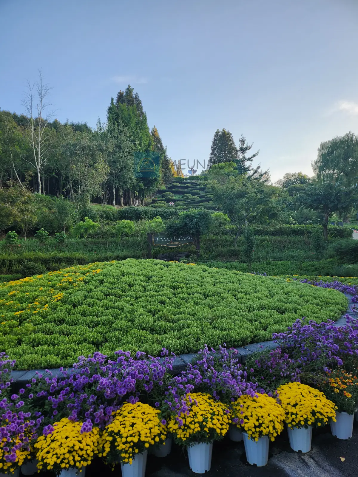 피나클랜드-국화축제