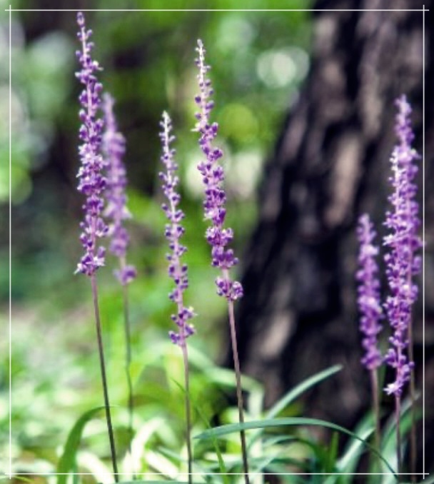 볶은 맥문동: 한국의 맛있는 요리와 그 효능