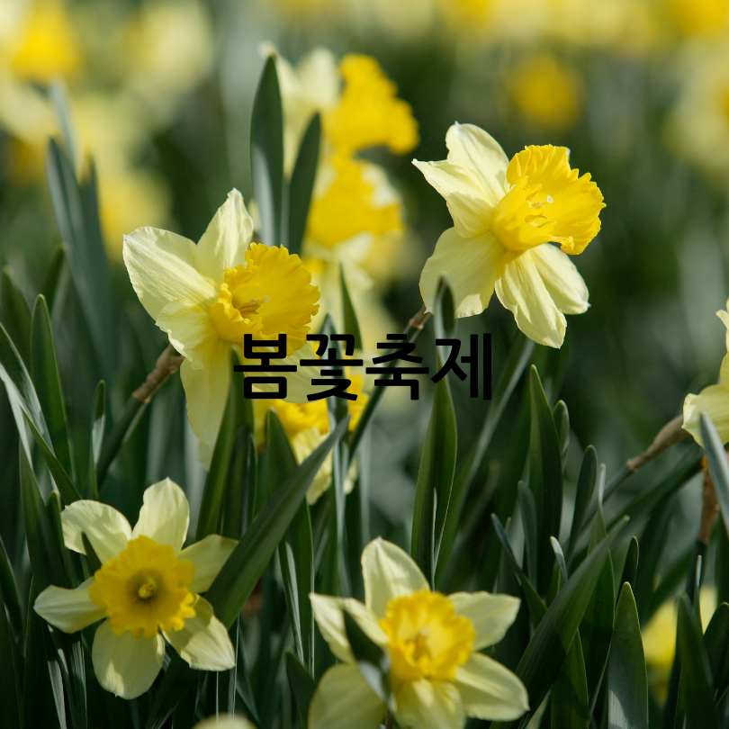 서산 유기방가옥 수선화축제