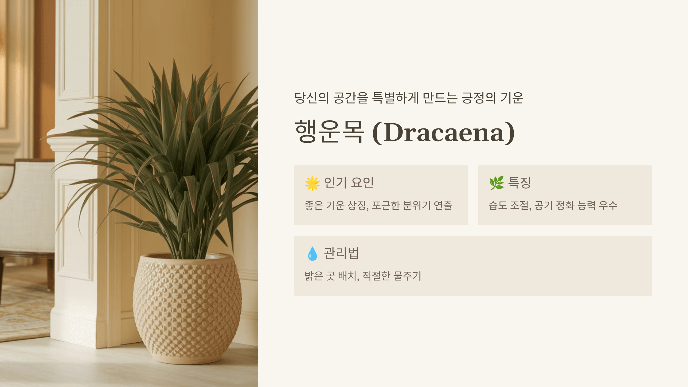 행운목 (Dracaena)