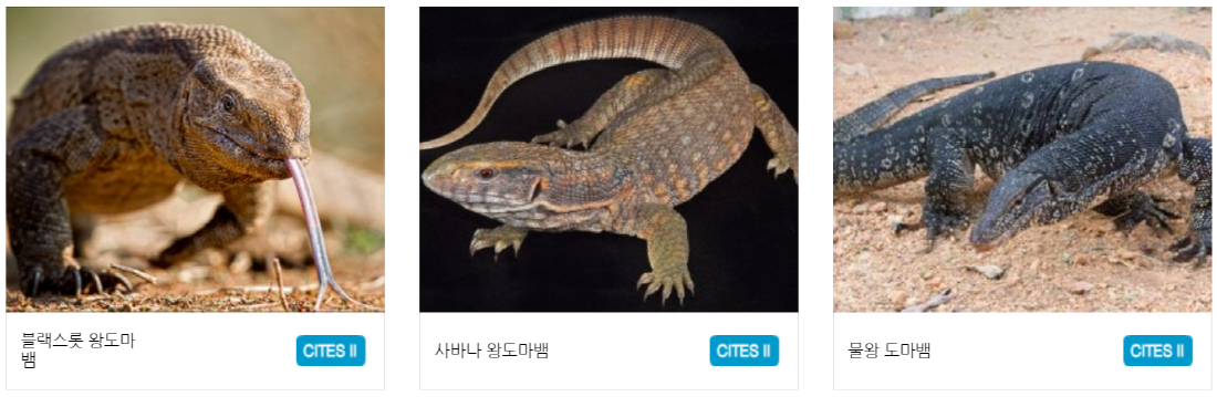 구미 쥬쥬동산