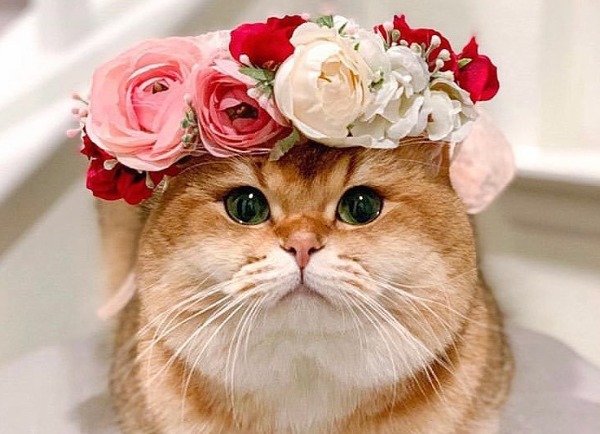 반려동물과 꽃가루관련 사진