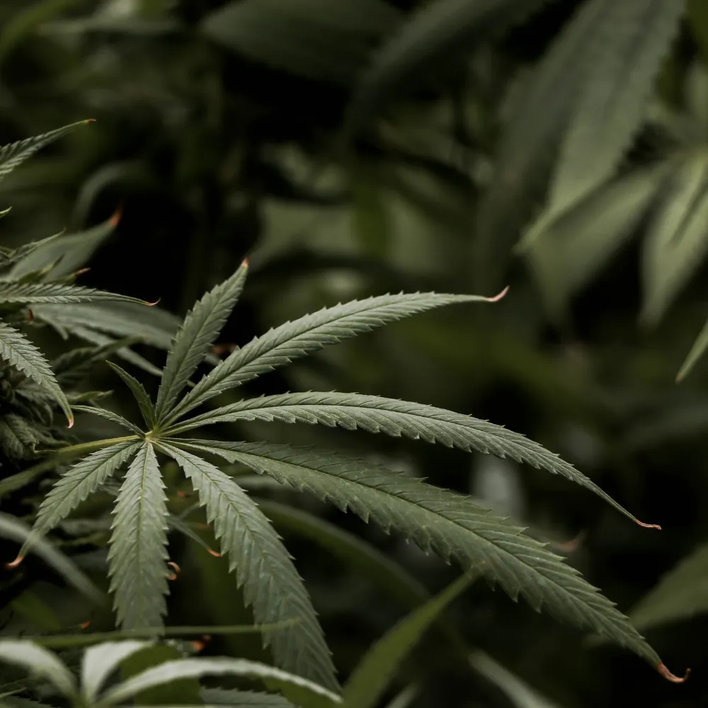 대마 종자유 먹는 방법