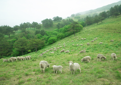대관령 양떼목장