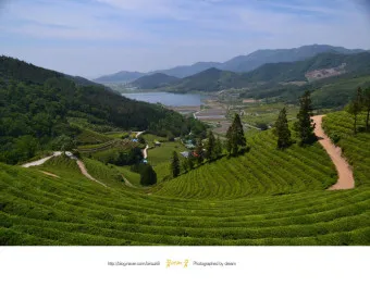 보성 가볼만한곳 베스트10 현지인 추천 필수코스_13