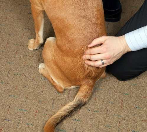 강아지 디스크, 수술만 답일까? 초기 증상·관리·예방법 총정리