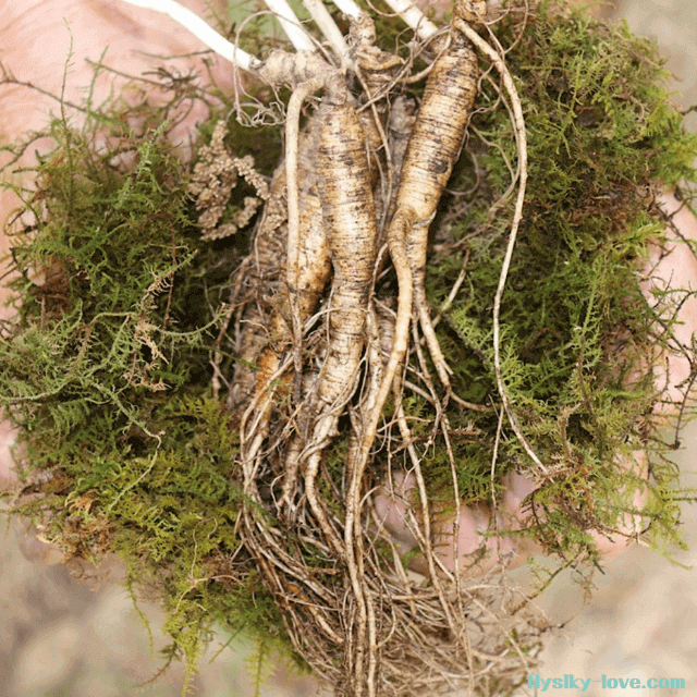 사포닌이 풍부한 산양삼