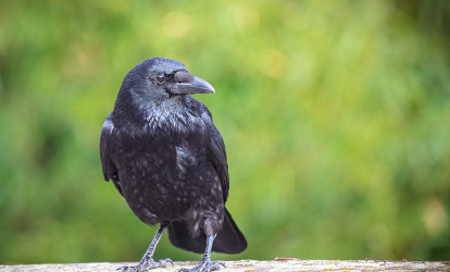 까마귀의 도구 사용: 자연의 작은 공학자들