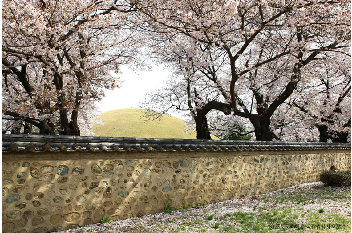 2025 벚꽃 개화시기