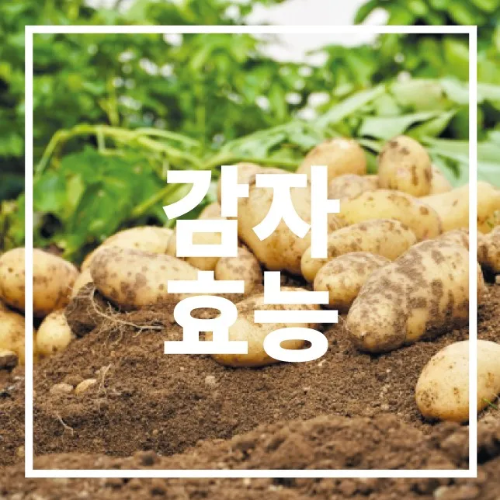 감자효능