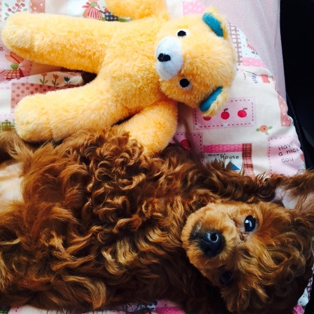 강아지 사회화 훈련법