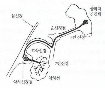 이하선 이란?