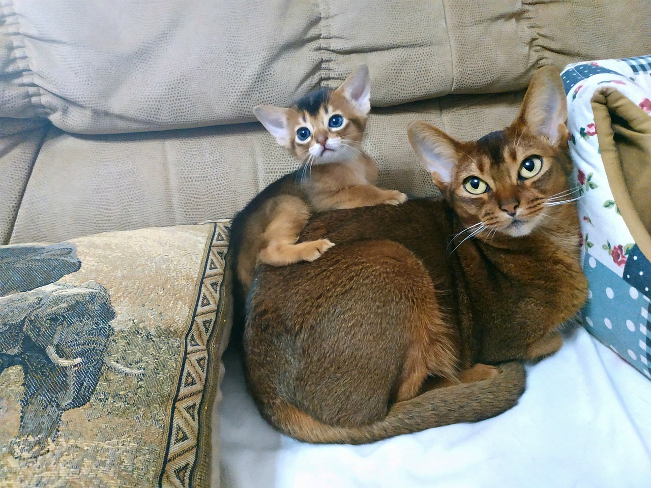 아비시니안(Abyssinian)4