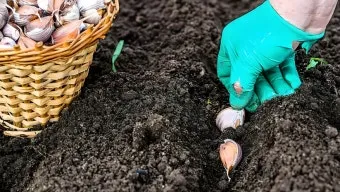 남부지방 마늘심는시기 핵심 가이드_21