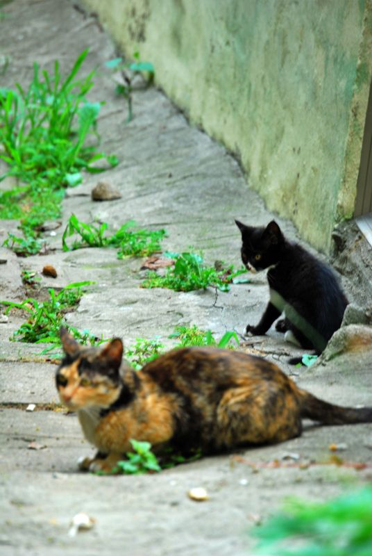 문현동 돌산마을 고양이 가족