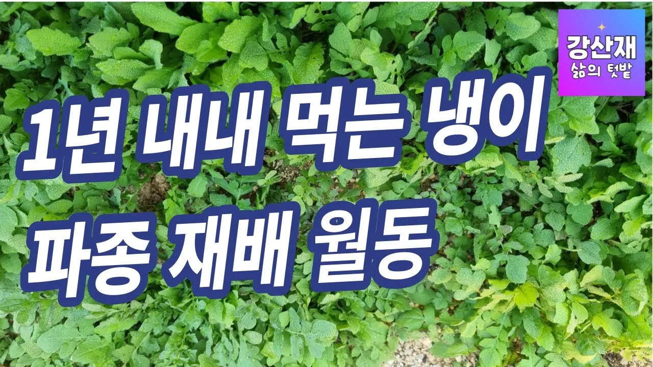 냉이 재배 가을 파종 월동 보온 봄 수확_2