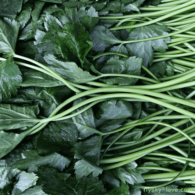 향이 뛰어난 참나물