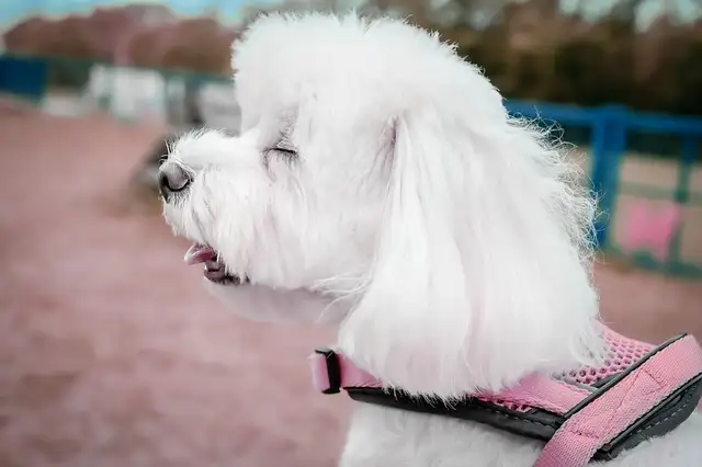 사랑스러운 말티즈! 성격&amp;#44; 관리법&amp;#44; 건강까지 한눈에 보기