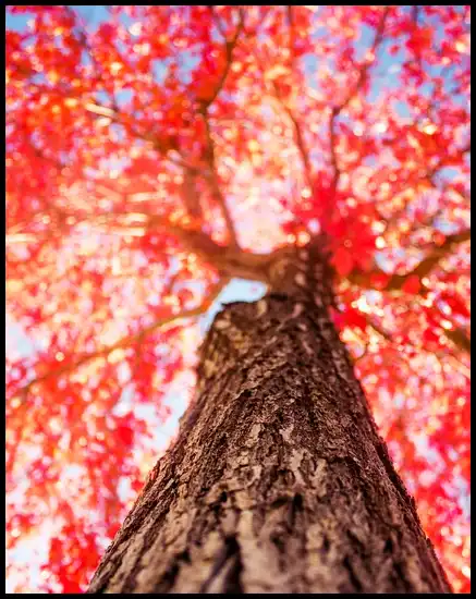 내장산 케이블카 예약방법, 요금, 주차장 정보 (+ 산행코스 )