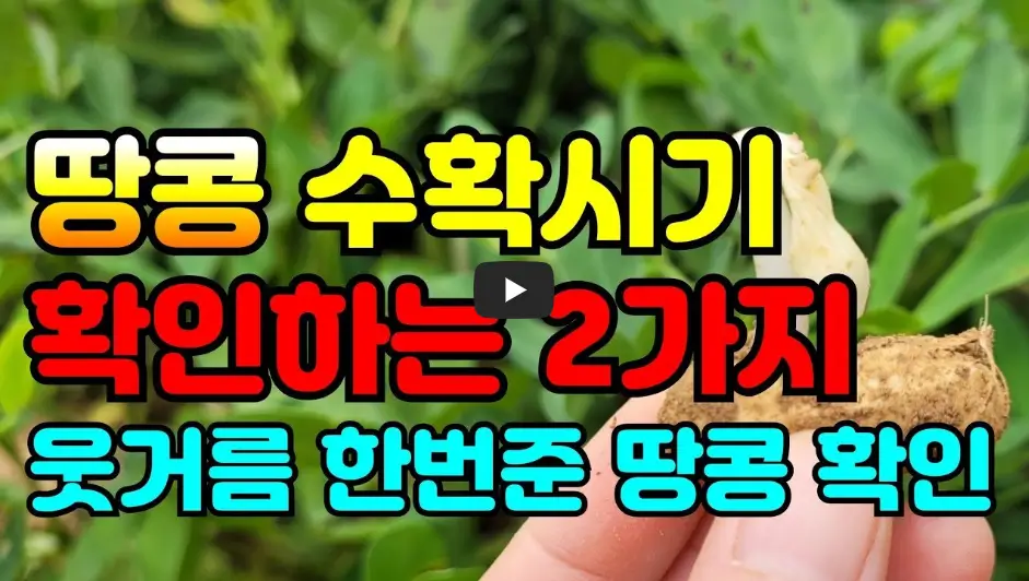 땅콩 수확시기 영상