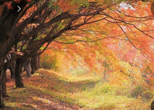 속리산 단풍