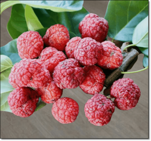 꾸지뽕 잎과 열매