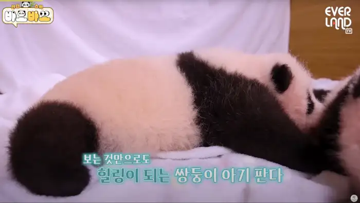 아기바이오-판다