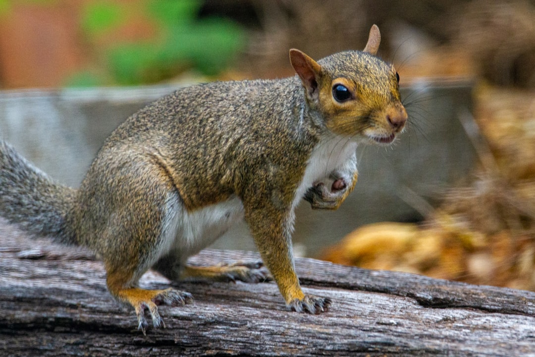 Scratching